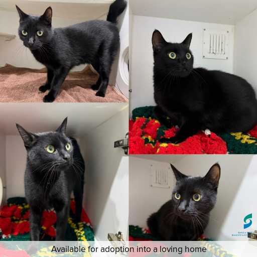 Photo of cat with ID of : C260279.