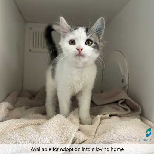 Photo of cat with ID of : C260284.