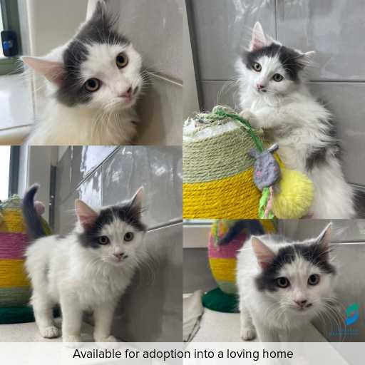 Photo of cat with ID of : C260285.