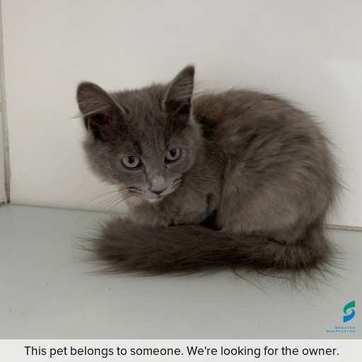 Photo of cat with ID of : C260288.