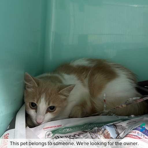 Photo of cat with ID of : C260297.