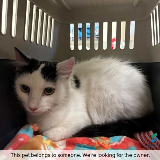Photo of cat with ID of : C260300.