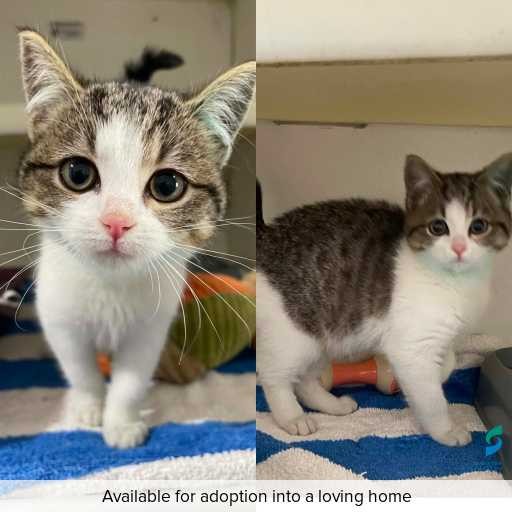 Photo of cat with ID of : C260325.