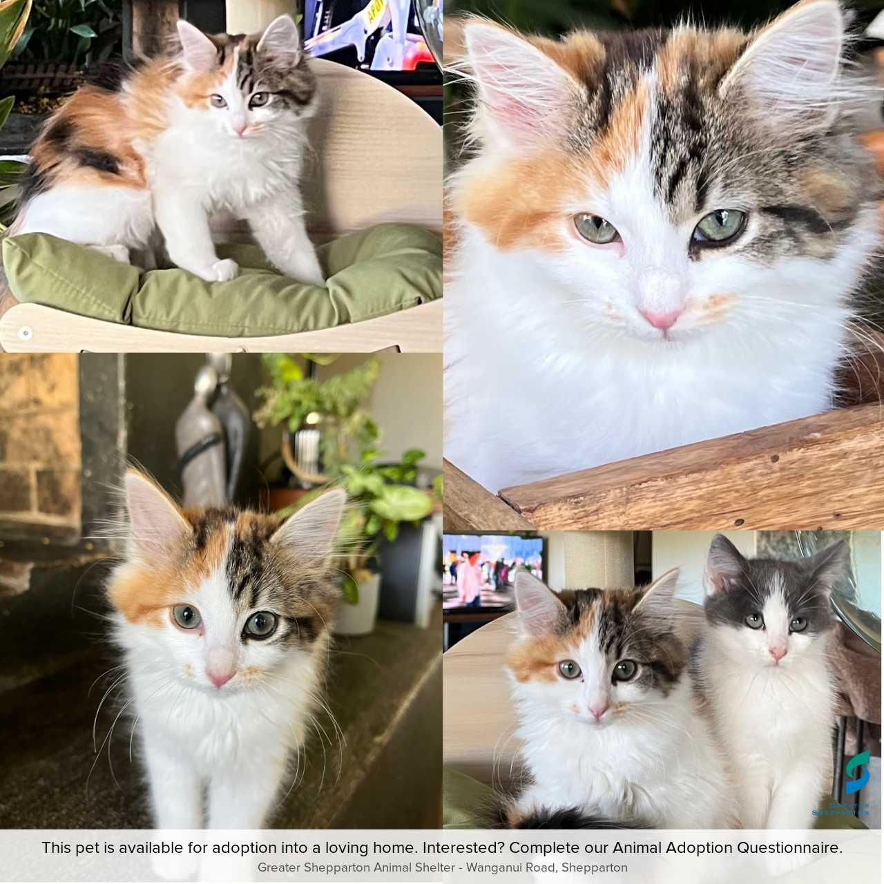 C260340 Margot