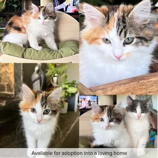 Photo of cat with ID of : C260340.