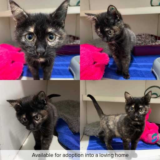 Photo of cat with ID of : C260342.