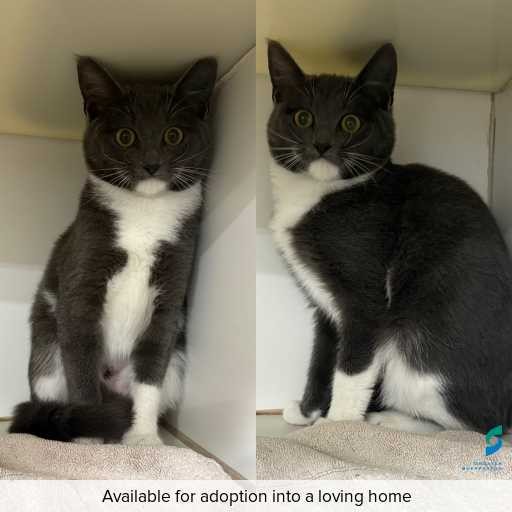 Photo of cat with ID of : C260343.