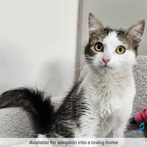 Photo of cat with ID of : C260349.