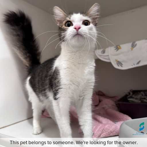 Photo of cat with ID of : C260349.