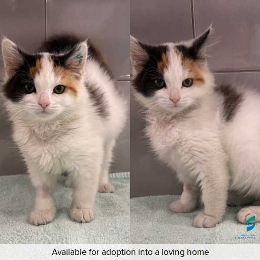 Photo of cat with ID of : C260354.