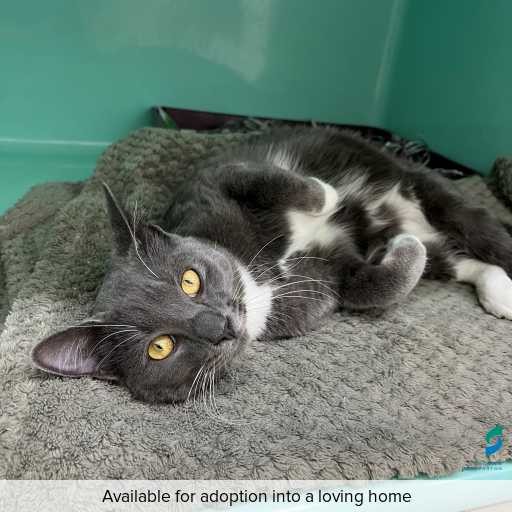 Photo of cat with ID of : C260372.