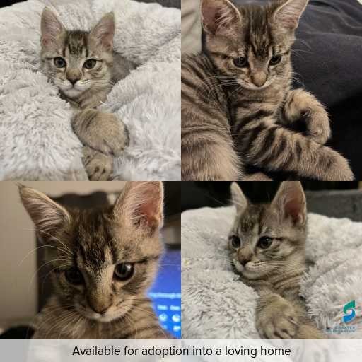 Photo of cat with ID of : C260374.