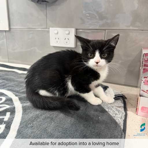 Photo of cat with ID of : C260376.