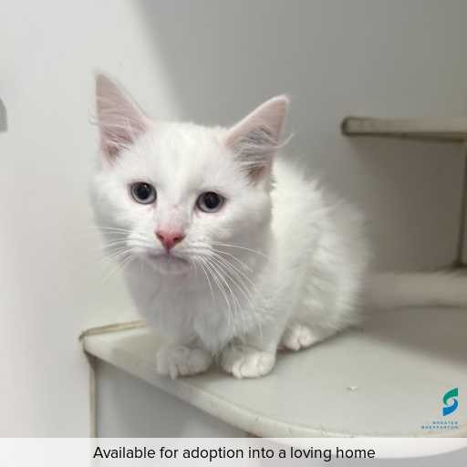 Photo of cat with ID of : C260380.