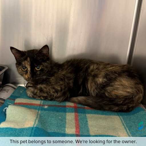 Photo of cat with ID of : C260386.