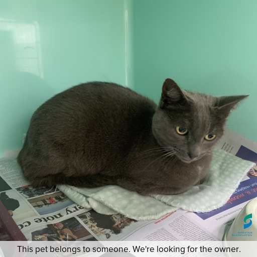 Photo of cat with ID of : C260389.