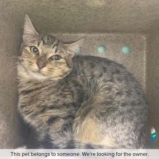 Photo of cat with ID of : C260395.