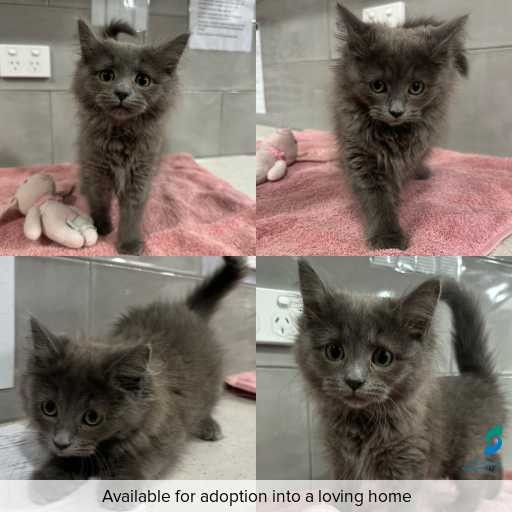 Photo of cat with ID of : C260405.