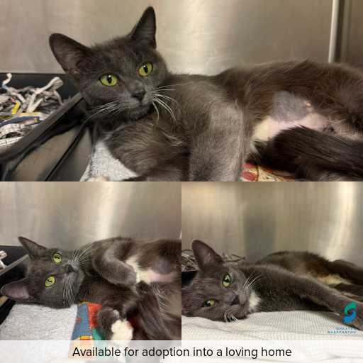 Photo of cat with ID of : C260420.