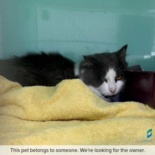 Photo of cat with ID of : C260430.