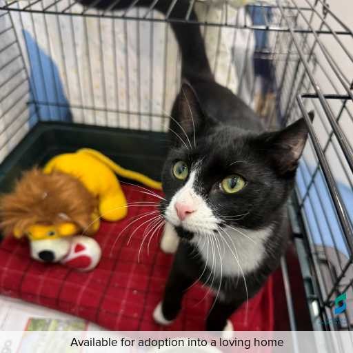 Photo of cat with ID of : C260432.