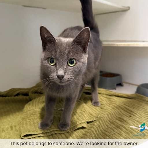 Photo of cat with ID of : C260436.