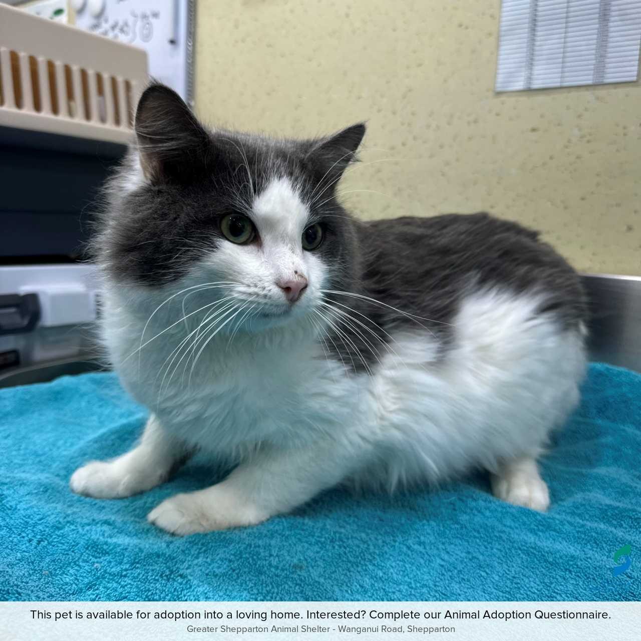 C260475 Basil