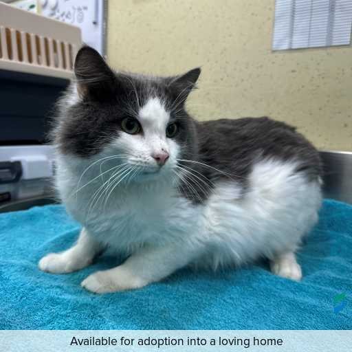 Photo of cat with ID of : C260475.