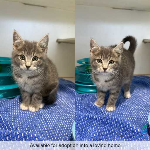Photo of cat with ID of : C260480.