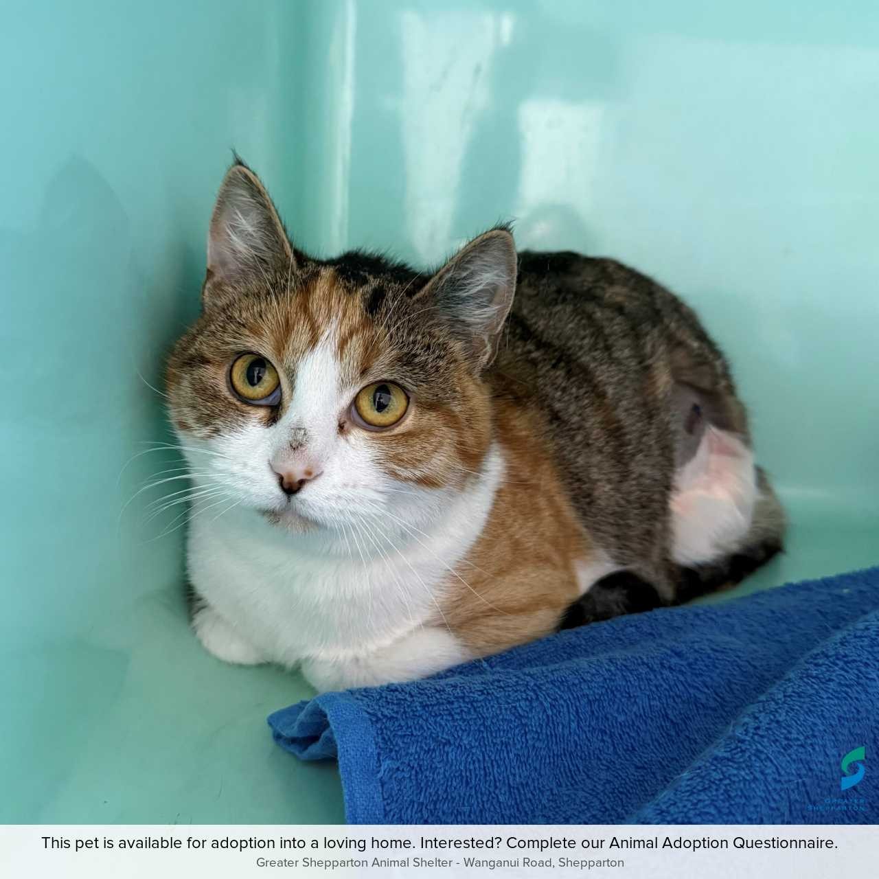 C260481 Sunny
