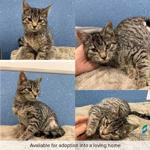 Photo of cat with ID of : C260487.