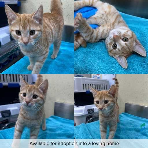 Photo of cat with ID of : C260491.