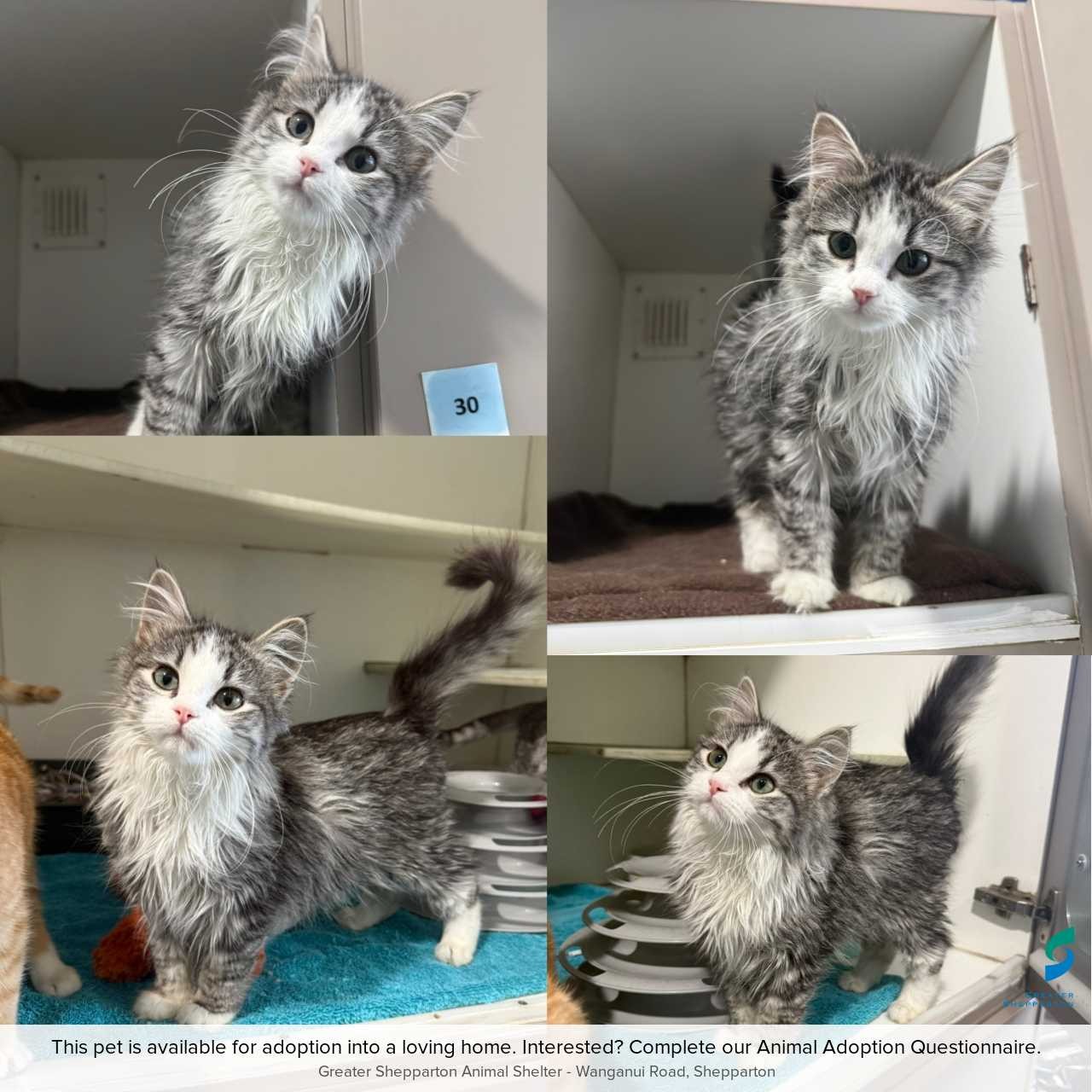 C260494 Snowball