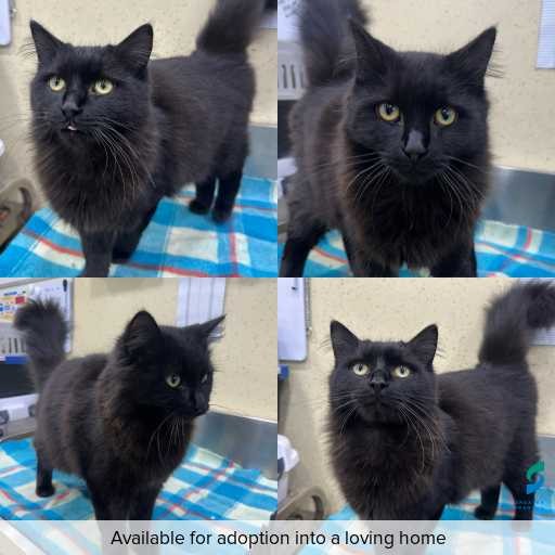 Photo of cat with ID of : C260511.