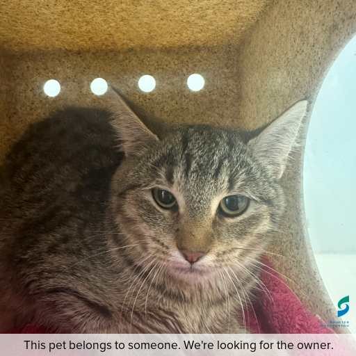 Photo of cat with ID of : C260515.