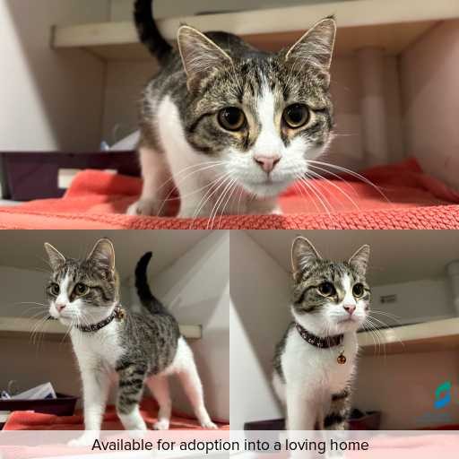 Photo of cat with ID of : C260531.