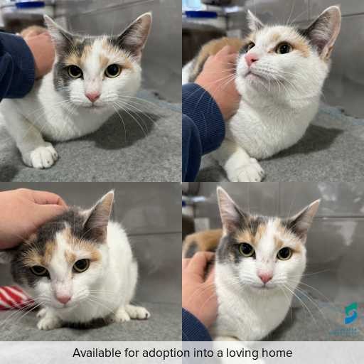Photo of cat with ID of : C260542.