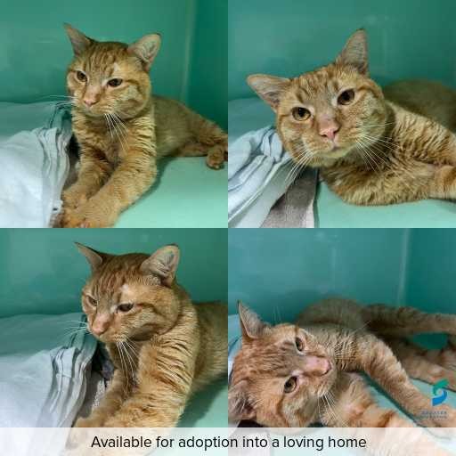 Photo of cat with ID of : C260550.