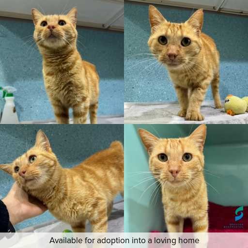 Photo of cat with ID of : C260555.