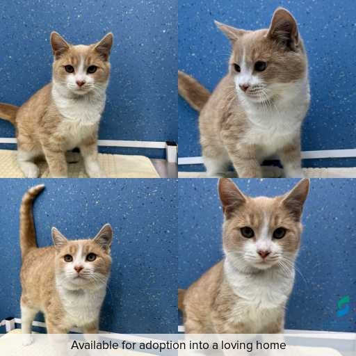 Photo of cat with ID of : C260559.