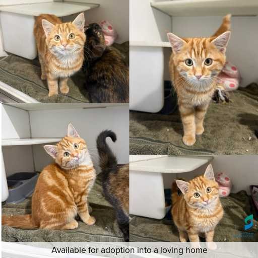 Photo of cat with ID of : C260567.