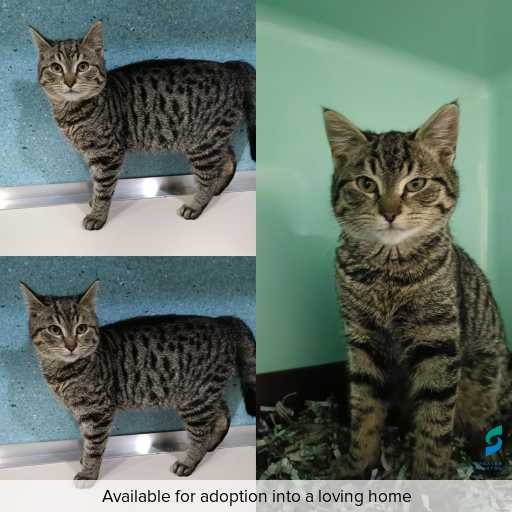 Photo of cat with ID of : C260570.