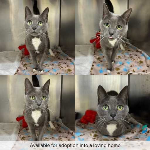 Photo of cat with ID of : C260598.