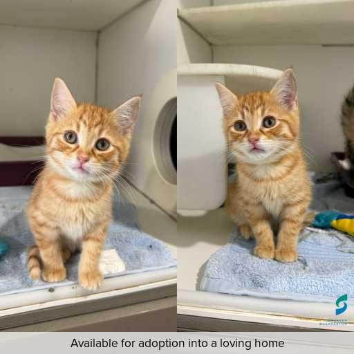Photo of cat with ID of : C260604.