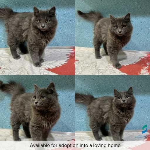 Photo of cat with ID of : C260607.