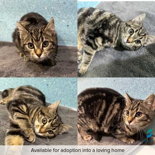 Photo of cat with ID of : C260617.