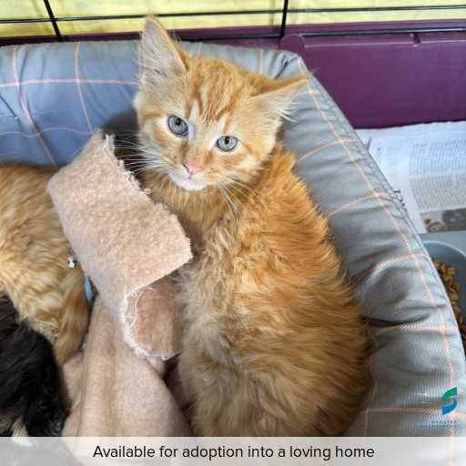 Photo of cat with ID of : C260620.