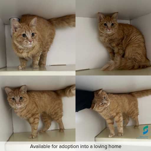 Photo of cat with ID of : C260621.