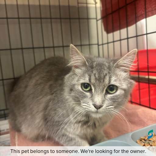 Photo of cat with ID of : C260631.