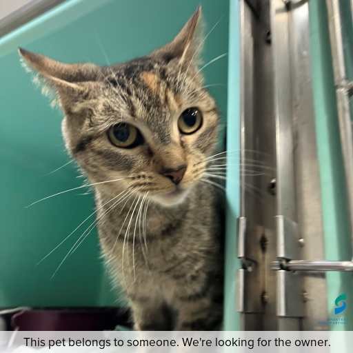 Photo of cat with ID of : C260632.